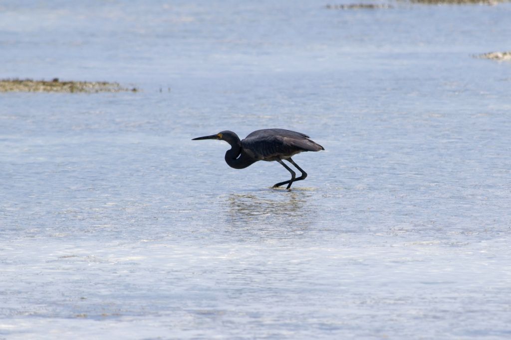 Airone del Madagascar: Egretta dimorpha